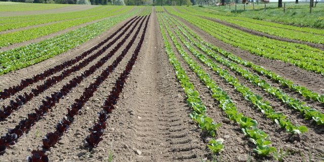 Mt der Bio-Offensive 2025 soll der Absatz von Bio-Produkten verbessert werden. (Symbolbild BauZ)