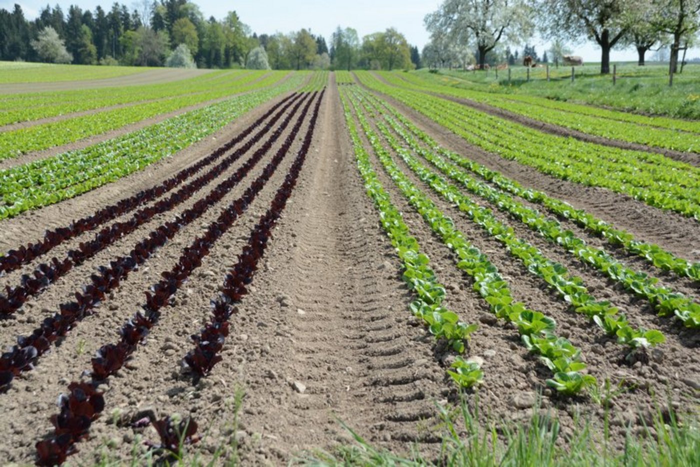 Mt der Bio-Offensive 2025 soll der Absatz von Bio-Produkten verbessert werden. (Symbolbild BauZ)