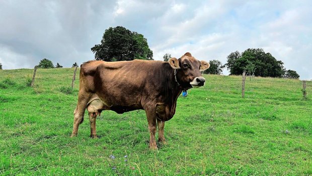 Will man die Kuh Leonie an einen Ort treiben, bringt alles Stossen und Ziehen nichts. Einzig mit Futter lässt sie sich bestechen.  