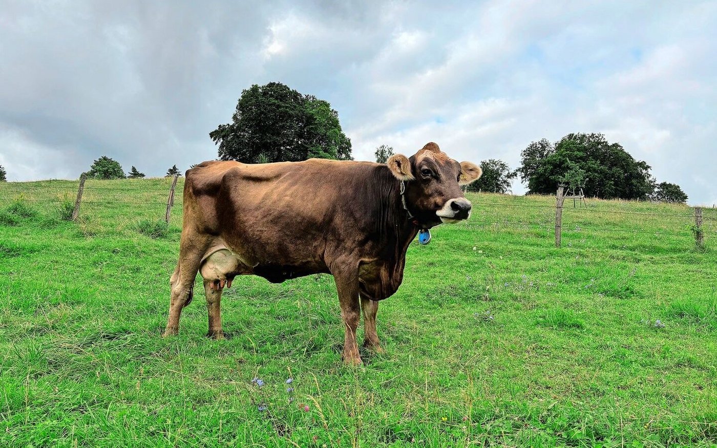 Will man die Kuh Leonie an einen Ort treiben, bringt alles Stossen und Ziehen nichts. Einzig mit Futter lässt sie sich bestechen.  