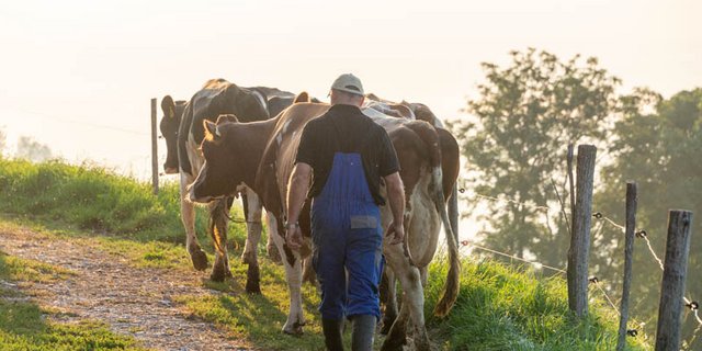 Nach dem Melken lässt Fahrni die Kühe auf die Weide, die rund um den Hof liegt.