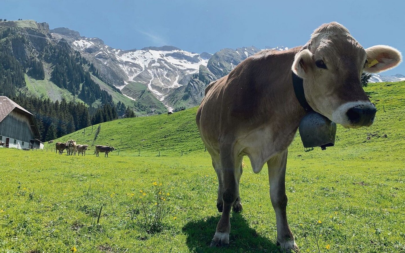 Die ersten Alpweiden sind bereits abgegrast. Die Alpung startete früh, der Wuchs ist gut, auch auf der Alp Witmoos in Sörenberg auf rund 1250 Metern über Meer. 