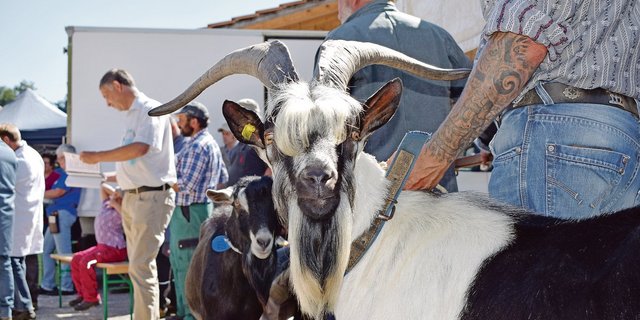 Ein Prachtbock: Der Mister der Pfauenrasse, Xeno von Philipp Wirz aus Burgistein wartet entspannt auf seinen Auftritt. (Bilder BauZ/Daniela Joder)