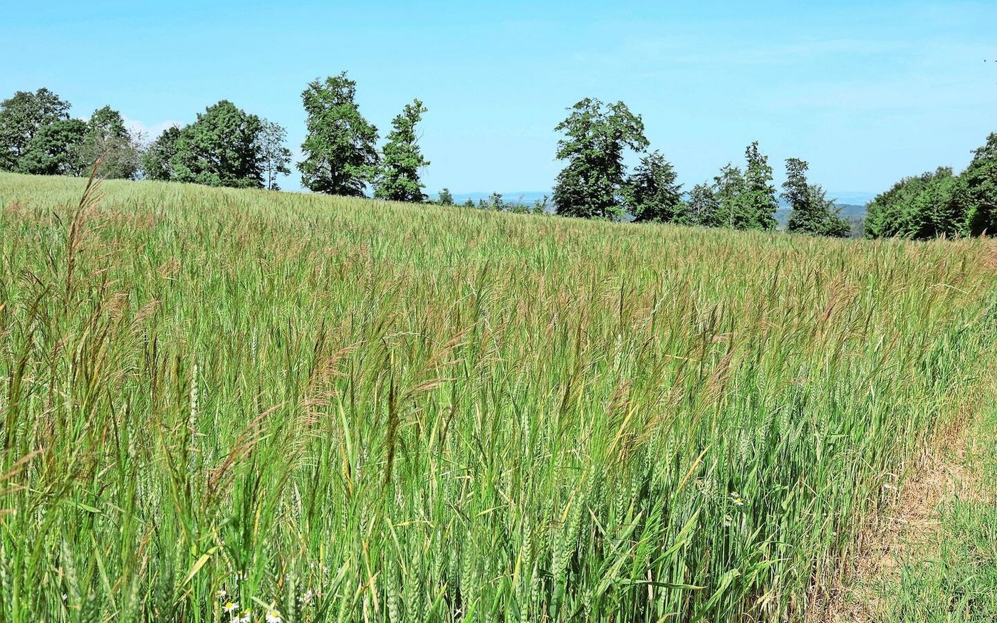 Sieht man wegen der nassen Witterung dieses Jahr öfter als sonst: Unkraut, hier Windhalm, in Biogetreidefeldern.  