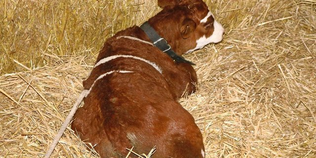 Mithilfe der «Madigan-Squeeze-Methode» kann durch kontrollierten Druck auf das Kalb eine erneute Geburt simuliert werden.