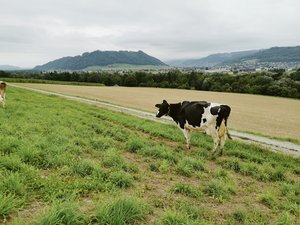 Enya ist in der sechsten Laktation. Sie gehört zu den alten Kühen im Bestand und schöpft ihr Leistungspotenzial voll aus. Solche Kühe soll es künftig mehr geben. (Bild sb)
