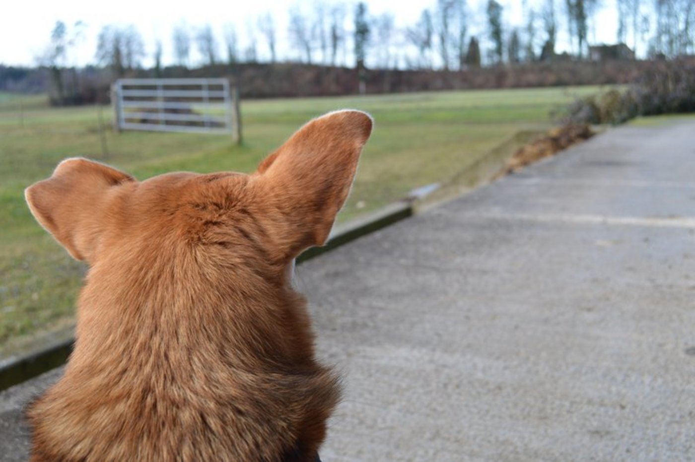 Das Virus verbreitete sich zurzeit hauptsächlich von Mensch zu Mensch. Ein Ansteckungsrisiko von Tieren könne momentan aber nicht vollständig ausgeschlossen werden. (Bild asa)