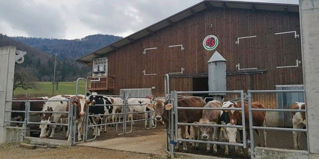 Ungenügende Fruchtbarkeit, Euter- und Zitzenerkrankungen und Probleme an Klauen- und Gliedmassen sind die häufigsten Abgangsursachen beim Milchvieh. Ihren Ursprung haben diese meist bereits in der Aufzucht. 