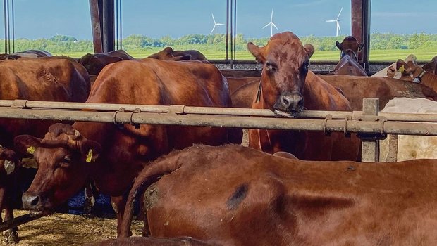 Dänische Milchkühe der Rasse Red Viking: Die Schweiz ist stark beeinflusst von den Entwicklungen auf den internationalen und hauptsächlich den europäischen Märkten.