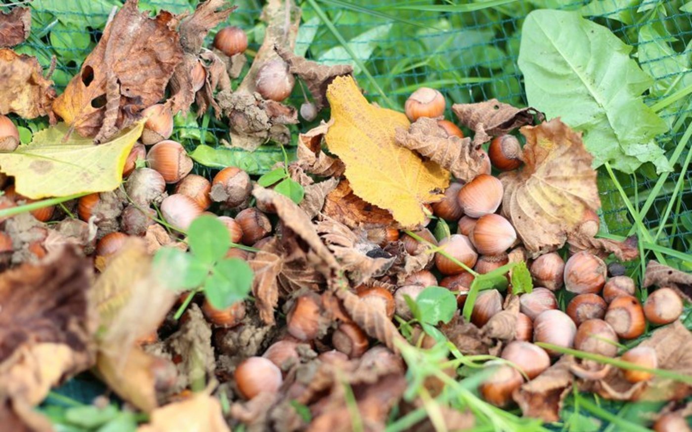 Sorten wie die Halleschen Riesen bringen grosse Haselnüsse hervor, die im Wildwuchs kaum so zu sehen wären. (Bild lid/mg)