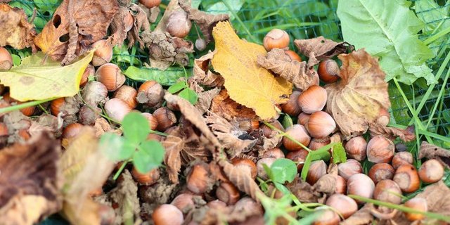 Sorten wie die Halleschen Riesen bringen grosse Haselnüsse hervor, die im Wildwuchs kaum so zu sehen wären. (Bild lid/mg)