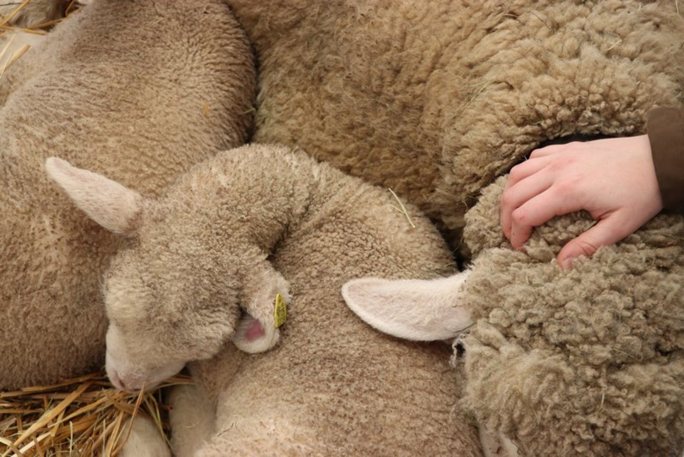 Patienten zeigten aktiveres Sozialverhalten, wenn Tier da waren während der Therapie. (Bild Ruth Aerni)