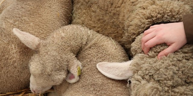 Patienten zeigten aktiveres Sozialverhalten, wenn Tier da waren während der Therapie. (Bild Ruth Aerni)