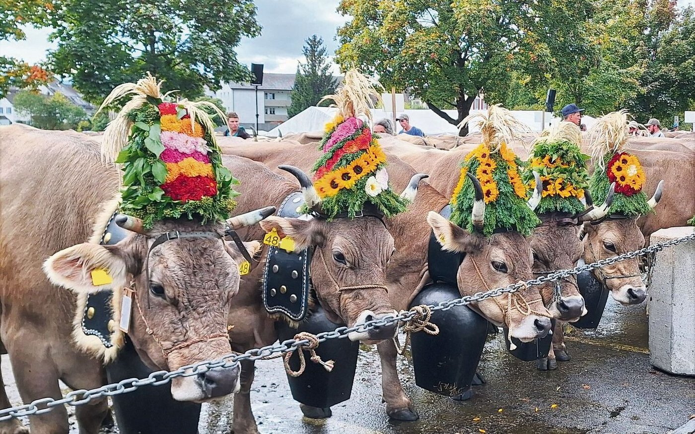 Prachtvoll: Die geschmückten Hornkühe der Familie Wettstein mit einer Chlopfe um den Hals.