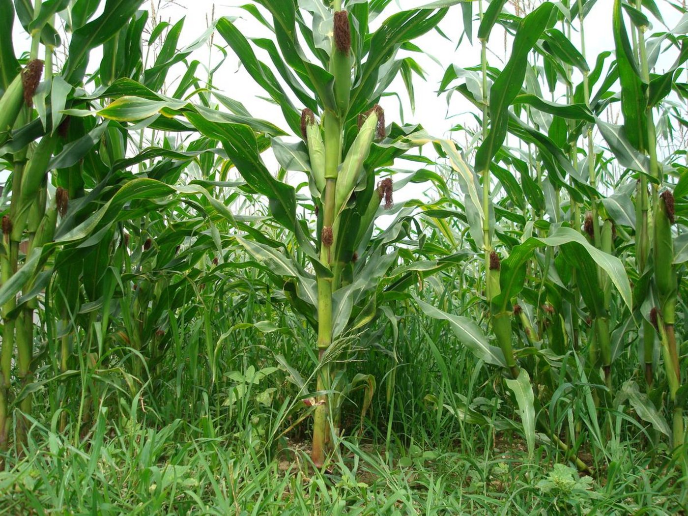 Beim Kloster Fahr in Unterengstringen wird demnächst ein Maislabyrinth eröffnet (Bild BauZ