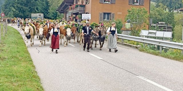 Hier die schöne Rinderherde von der Alp Rindergrat von der Hirtenfamilie Wymann. Rund 115 Sömmerungsrinder verbringen den Sommer auf der Alp.