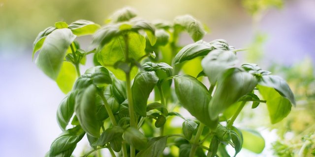 Frischer Geschmack und ein Hauch von Sommer– das ist Basilikum. Aber nicht nur. (Bild Pixabay)