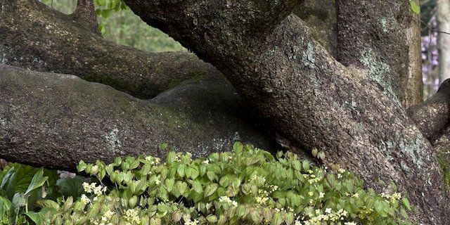 2.	Alleskönner Elfenblume: Die robusten Bodendecker mit dem herzförmigen Laub blühen je nach Sorte weiß, gelb, rot, violett oder orange. Ihre Blätter sind oft wintergrün oder nehmen eine attraktive Herbstfärbung an. (Bild: GMH/Bettina Banse) 