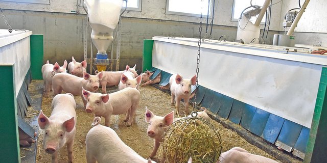 Blick in eine Ferkelaufzucht: Der Gesundheitszustand der Schweizer Schweine wir im Gesundheitsbericht 2020 der Suisag als sehr gut beurteilt.(Bild Suisag)