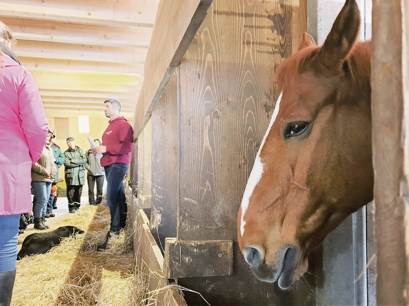 Am Liebegger Pferdetag gab es neben Theorie auch Praxis auf Betrieben, hier auf dem Schryberhof.(Bild rae)