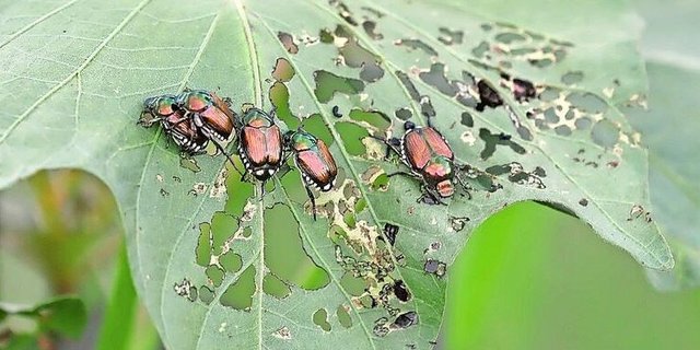 Der Japankäfer kann sowohl als Larve als auch als adultes Insekt Schaden anrichten.