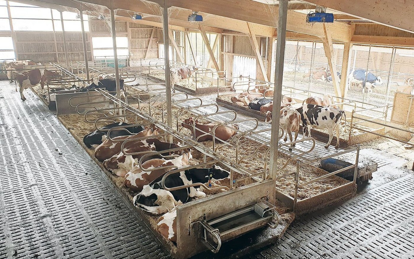 Breite Laufgänge, viel Licht und Luft gibt es im Stall von Hans Müller in Schöftland. 