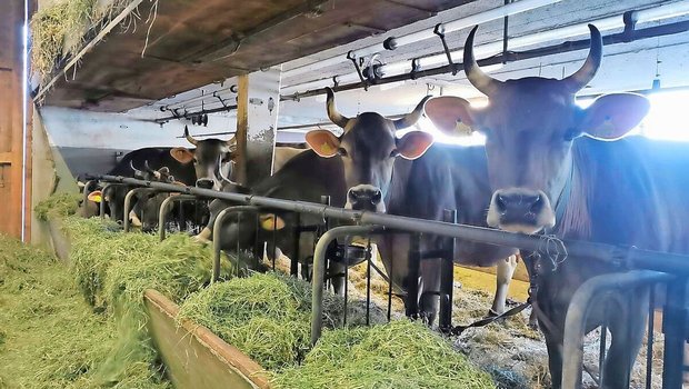 Während 2024 noch kein Impfstoff zur Verfügung stand, können Betriebe ihre Tiere nun impfen. Die hohe Nachfrage führte aktuell jedoch zu einem Engpass.     