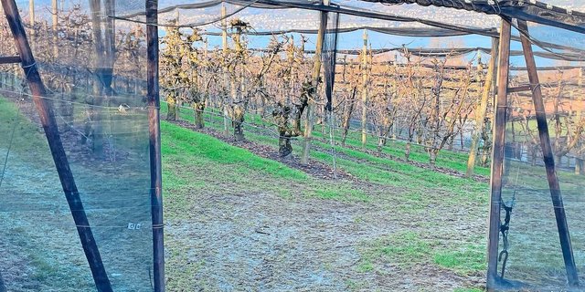 Mithilfe einer Checkliste können Tafelkirschen und -zwetschgen Produzenten aus einer Vielzahl von Massnahmen zur Erfüllung des Branchenstandards auswählen.  