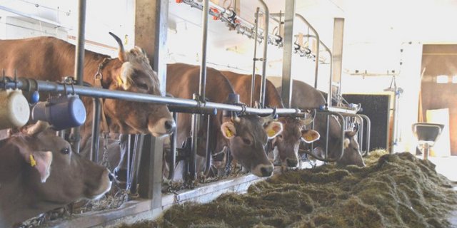 Abindeställe werden den Bedürfnissen der Tiere gerecht und seien ausserdem ein Stück praxisbewährte Tradition, erläutert die IG Anbindestall. (Bild BauZ)