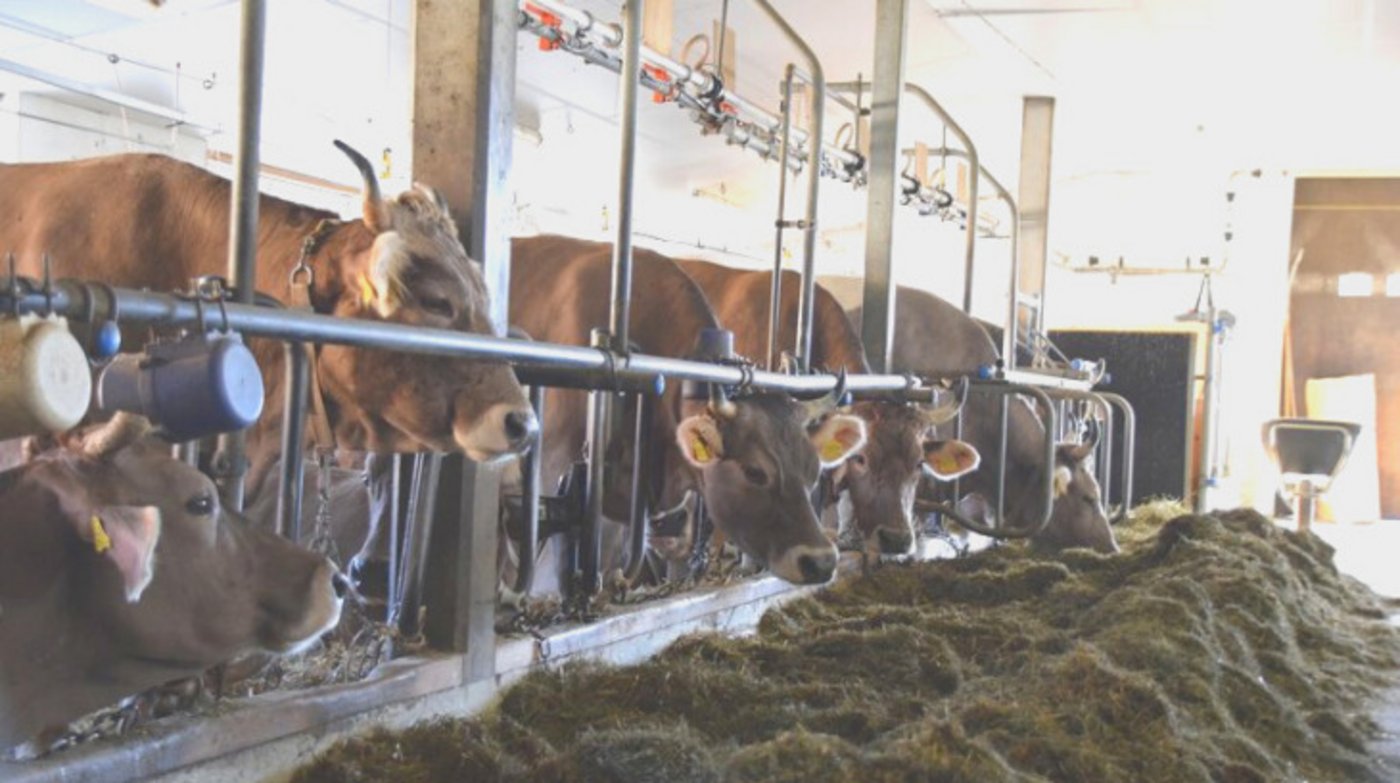 Abindeställe werden den Bedürfnissen der Tiere gerecht und seien ausserdem ein Stück praxisbewährte Tradition, erläutert die IG Anbindestall. (Bild BauZ)