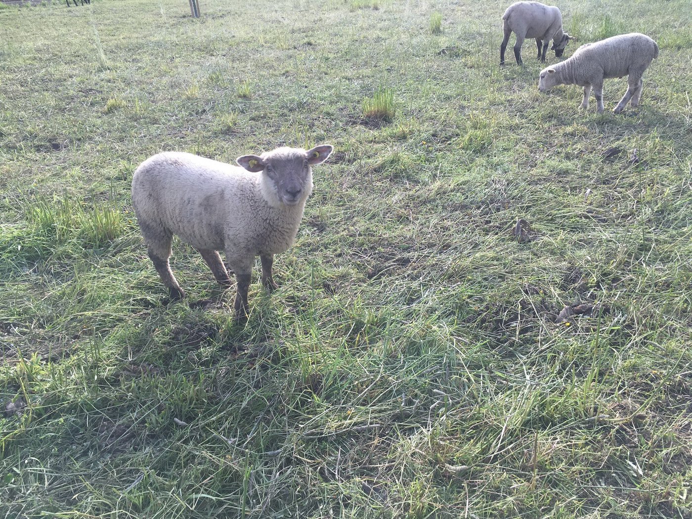Die alternativen Teile verursachen auf den Testbetrieben kaum mehr Entzündungen als Folge der Nachmarkierung. (Bild jsc) 