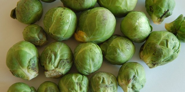 Dieser nur äusserlich von Russtau befallene Rosenkohl genügt den Qualitätsansprüchen der Abnehmer normalerweise nicht. (Lutz Collet)