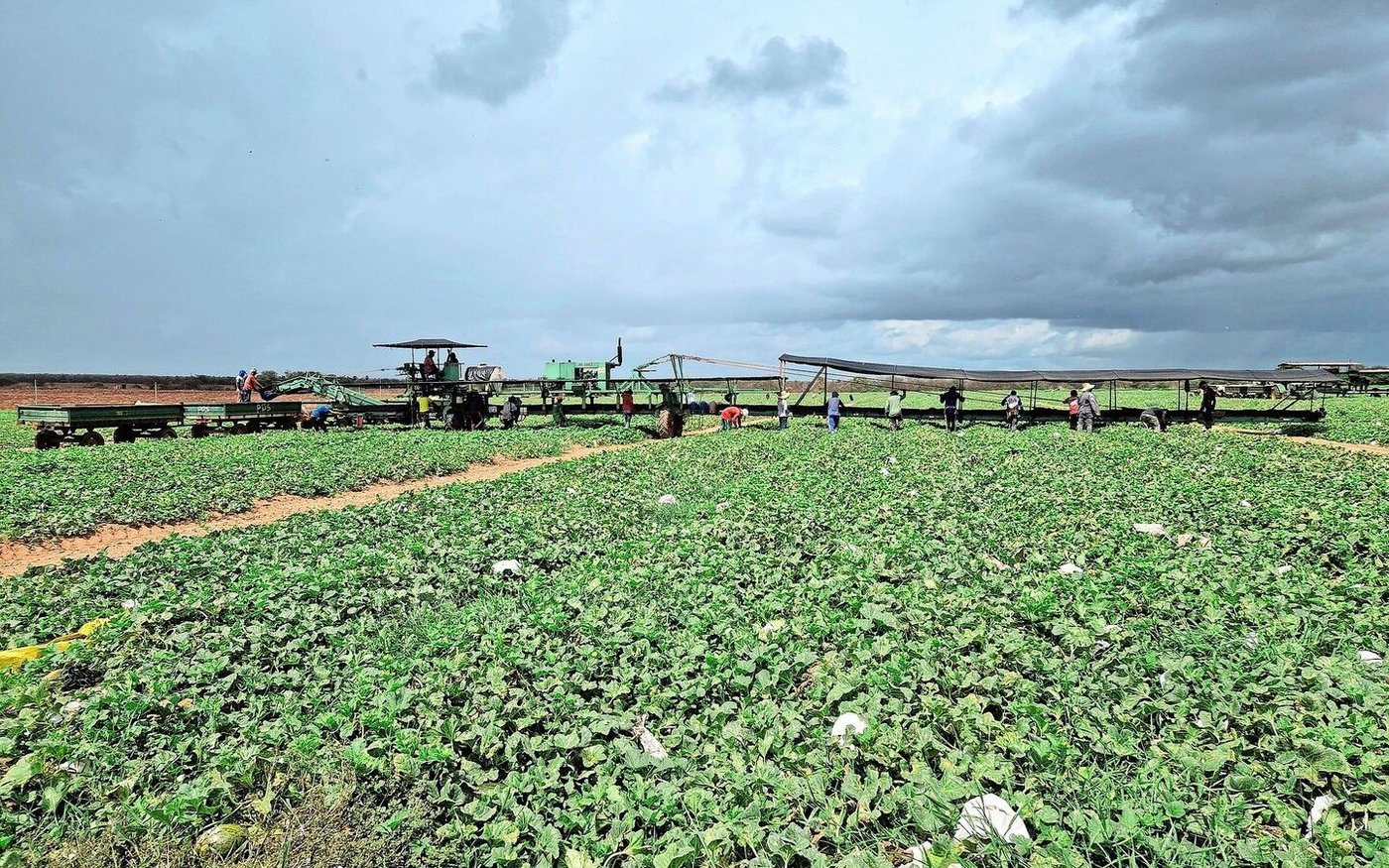 Die Melonenernte in Rio Grande do Norte ist Handarbeit, die Früchte werden per Schiff nach Europa und in die USA exportiert.