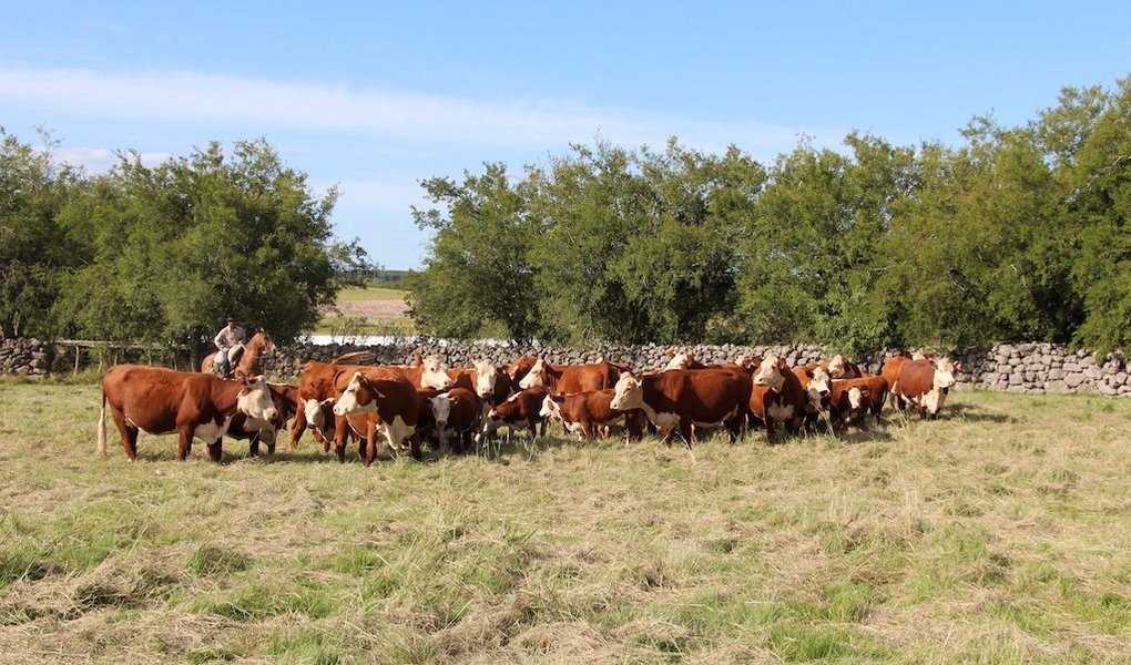 Die Herde reinrassiger Hereford ist der grosse Stolz vom Joaquin Stirling in Young, Uruguay. Weiter züchtet er  300 Holstein-Milchkühe und 200 Fleischschafe und pflanzt Soja, Mais und Sorghum. Total besitzt der Nachkomme englischer Einwanderer 2000 Hektaren.