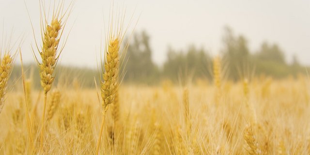 In der EU dürfte die Weizenanbaufläche stabil bleiben. (Bild Pixabay)