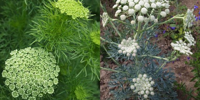 Das Zahnstocherkraut (links) bildet üppige Schirme und der Mondfenchel hat viele kleine Dolden-Monde. (Bilder Ruth Bossardt)