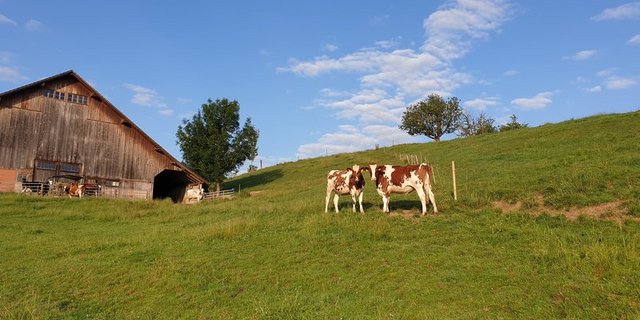 Labelprodukte  wie IP-Suisse, Bio-Suisse, Weidebeef, Kag-Freiland sollen aus Sicht der Agrarallianz gefördert, der totale Konsum an Fleisch, Milch und Eiern aber gesenkt werden. (Symbolbild BauZ)