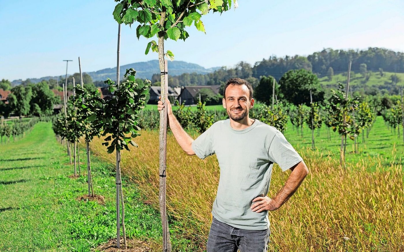 Stefan Gerber in seiner Haselnuss-Anlage. Ab November sind seine Haselnüsse wieder im Handel erhältlich.