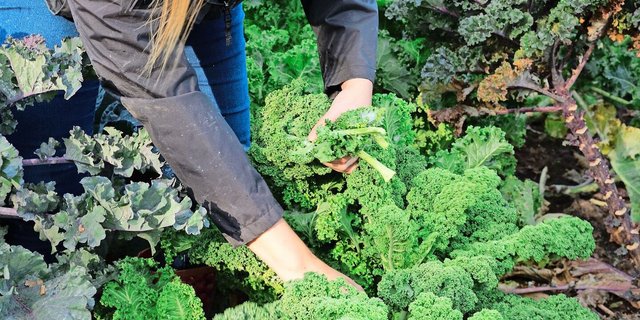 Federkohl, der auch «Kale» genannt wird, gibt es in verschiedenen Farben. Er kann den ganzen Winter bei frostfreien Temperaturen geerntet werden. 