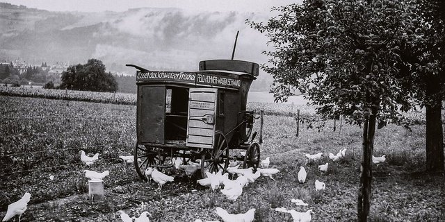 In den 1930er-Jahren propagierte Geflügelexpertin Margrit Häberli die mobile Freilandhaltung für Legehennen (hier ein Bild vom Schwand in Münsingen BE). Das Mastgeflügel hielt man damals auf dem Schwand in Drahtkäfigen.