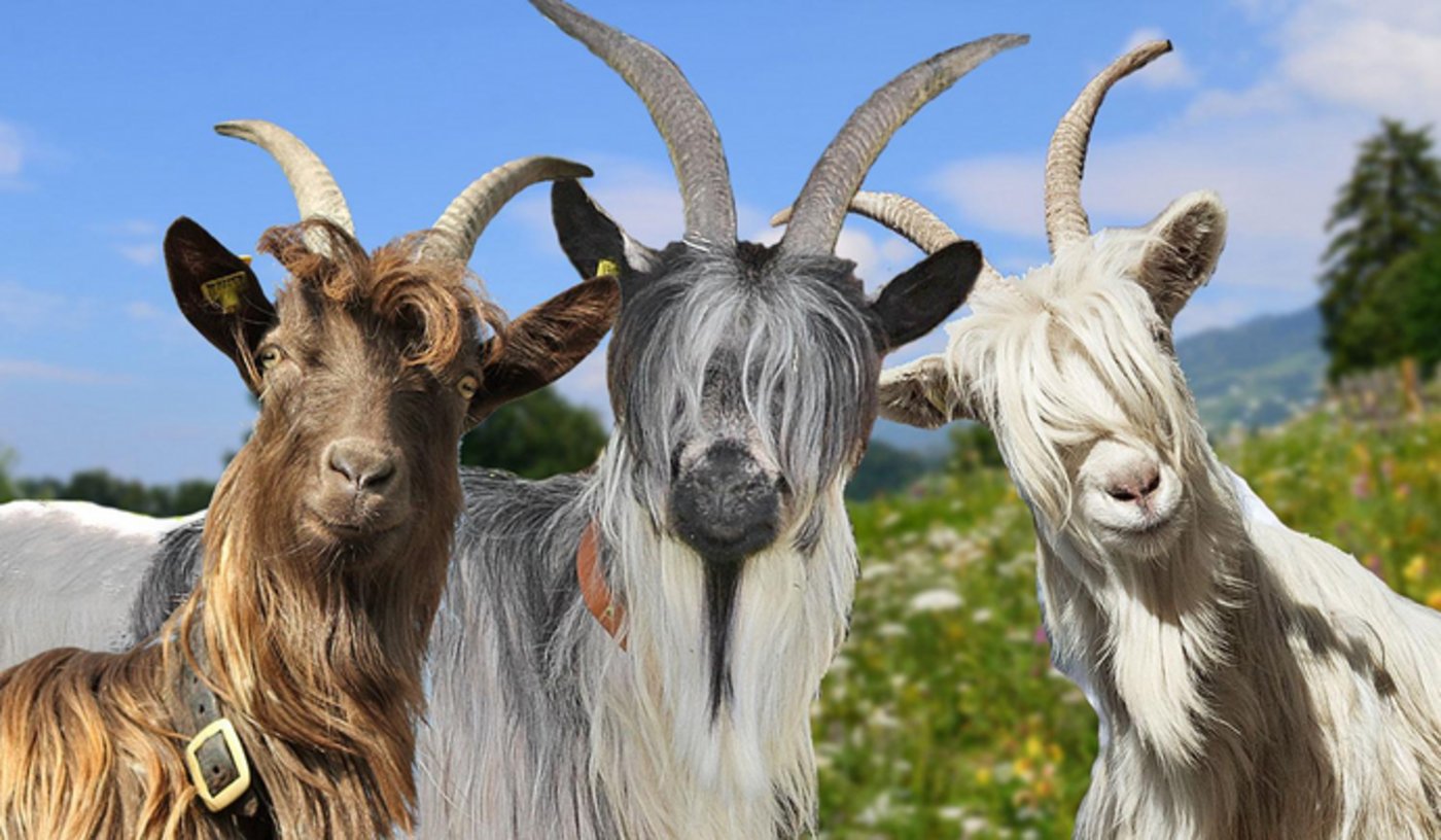 Die Kupferhalsziege, Grüenochte Geiss und Capra Sempione sind eng mit der ebenfalls im Wallis beheimateten Schwarzhalsziege verwandt. (Bild Pro Specie Rara)