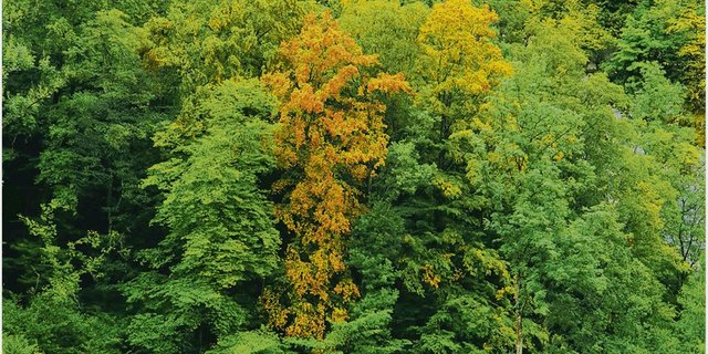 Buchen wechseln ihre Farbe, als ob der Herbst begonnen hätte. Die Auswirkungen der Trockenheit treten bei Bäumen verzögert auf. Nicht alle Bäume werden überleben. (Bild zVg)