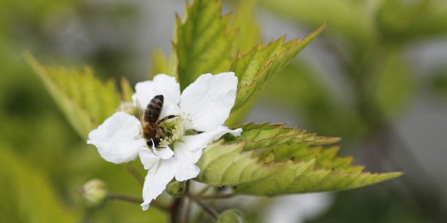  Wie bleiben Bienen gesund? (Bild lid) 