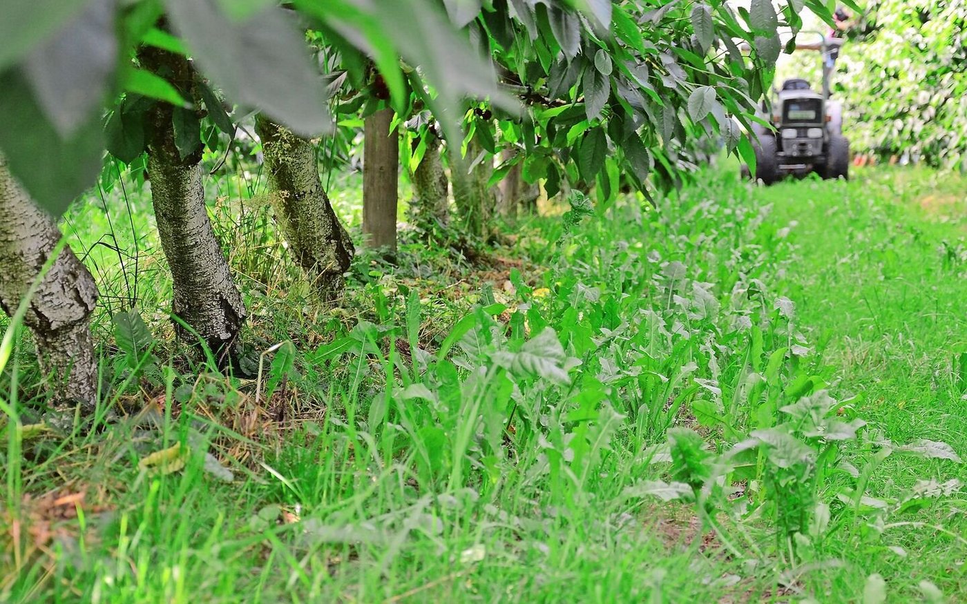 Bewachsener Boden hilft Nützlingen und verbessert den Wasserhaushalt. Konsequentes Mausen und alte Wurzeln schützen die Bäume vor Nagern.