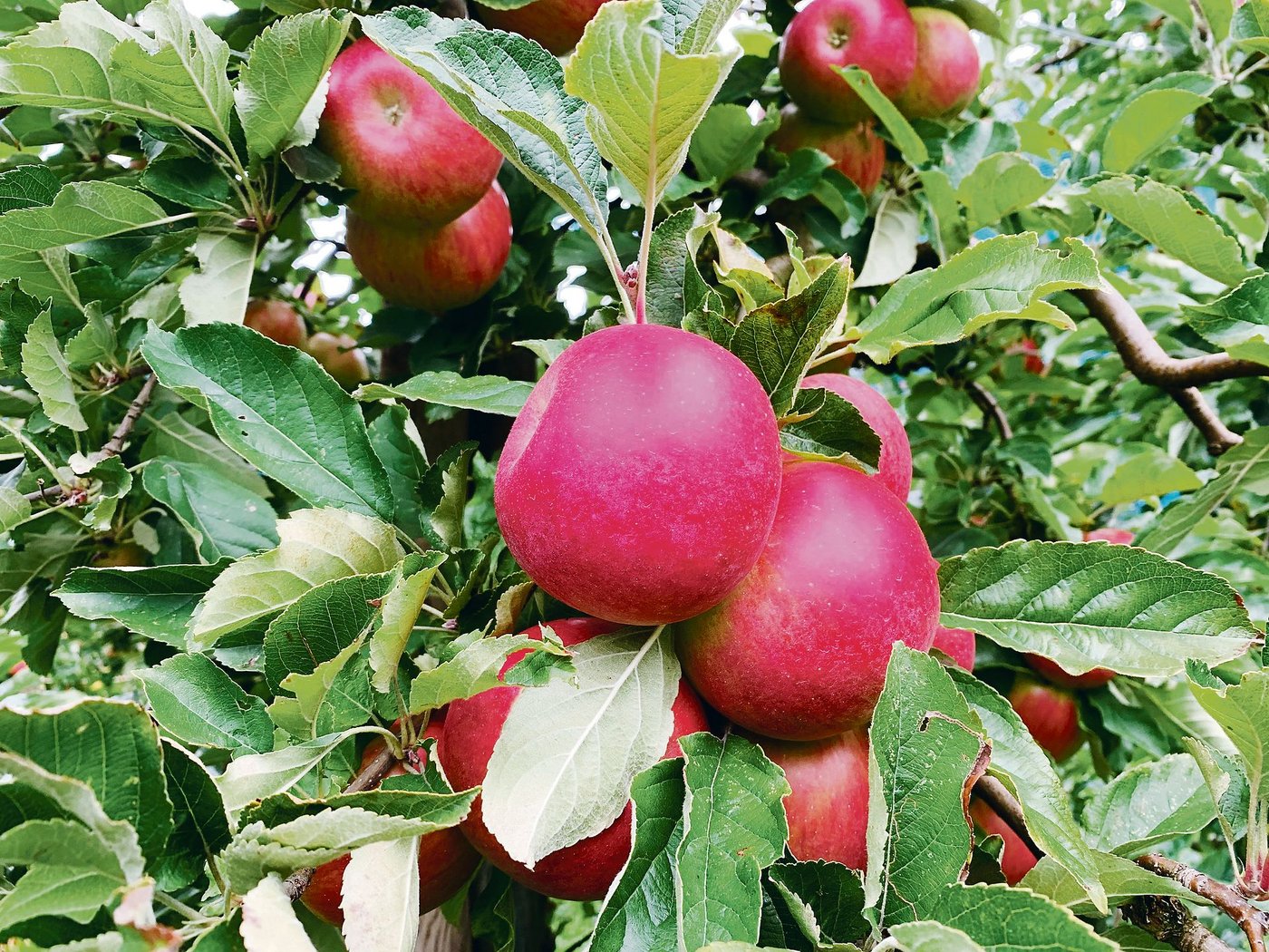 Die meisten Obstbauern würden bei Annahme der Trinkwasser-Initiative aus dem ÖLN aussteigen. Äpfel würden dann intensiver und weniger umweltfreundlich produziert. (Bild Josef Scherer)
