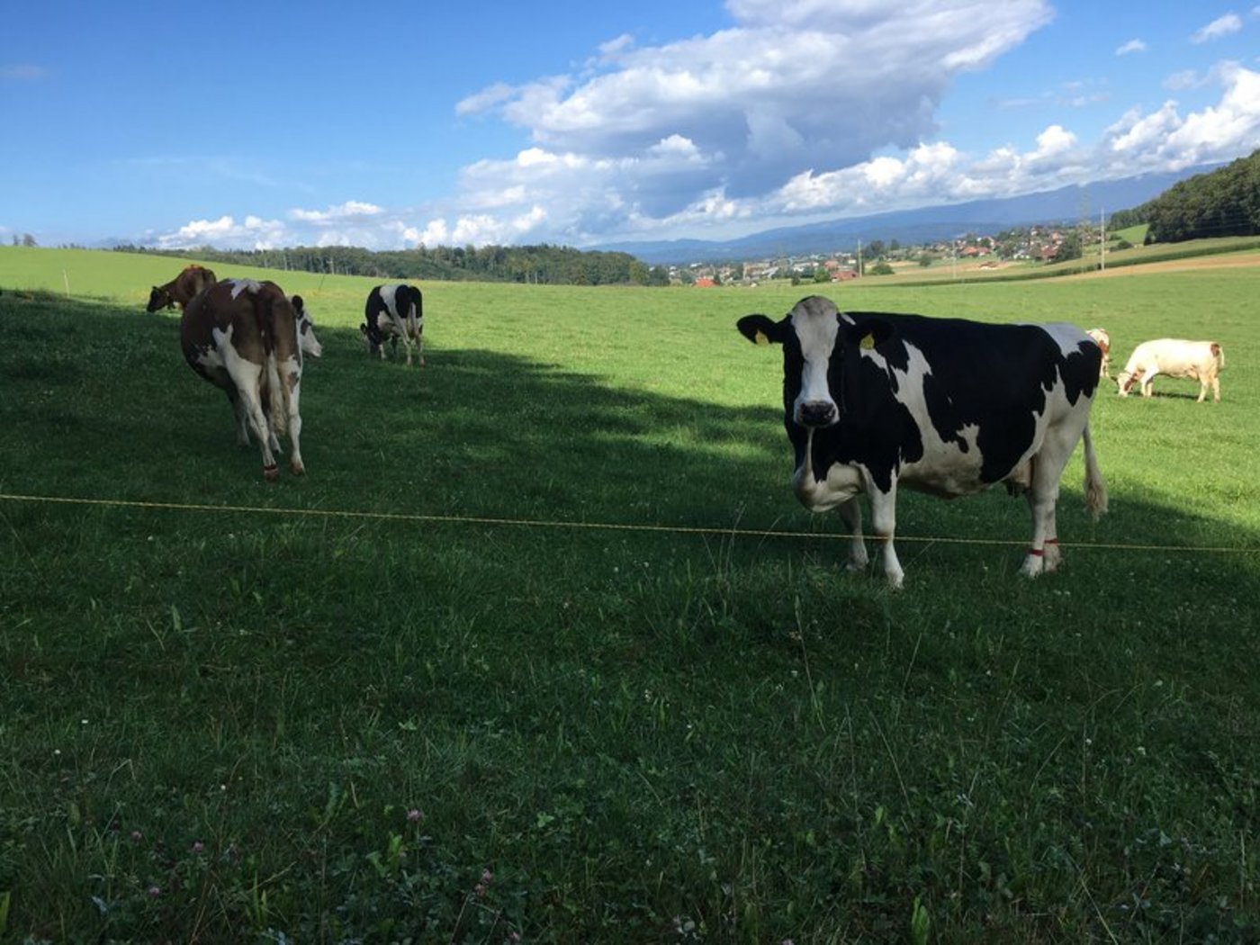 Die hohen Margen auf Bio- und Label-Milchprodukte liessen sich nicht vollständig durch höhere Kosten erklären, so der STS. (Begrenzt) höhere Margen für Händler und Verarbeiter seien so lange in Ordnung, wie auch kräftig in das Mengenwachstum des Sortiments investiert werde. (Bild jsc) 
