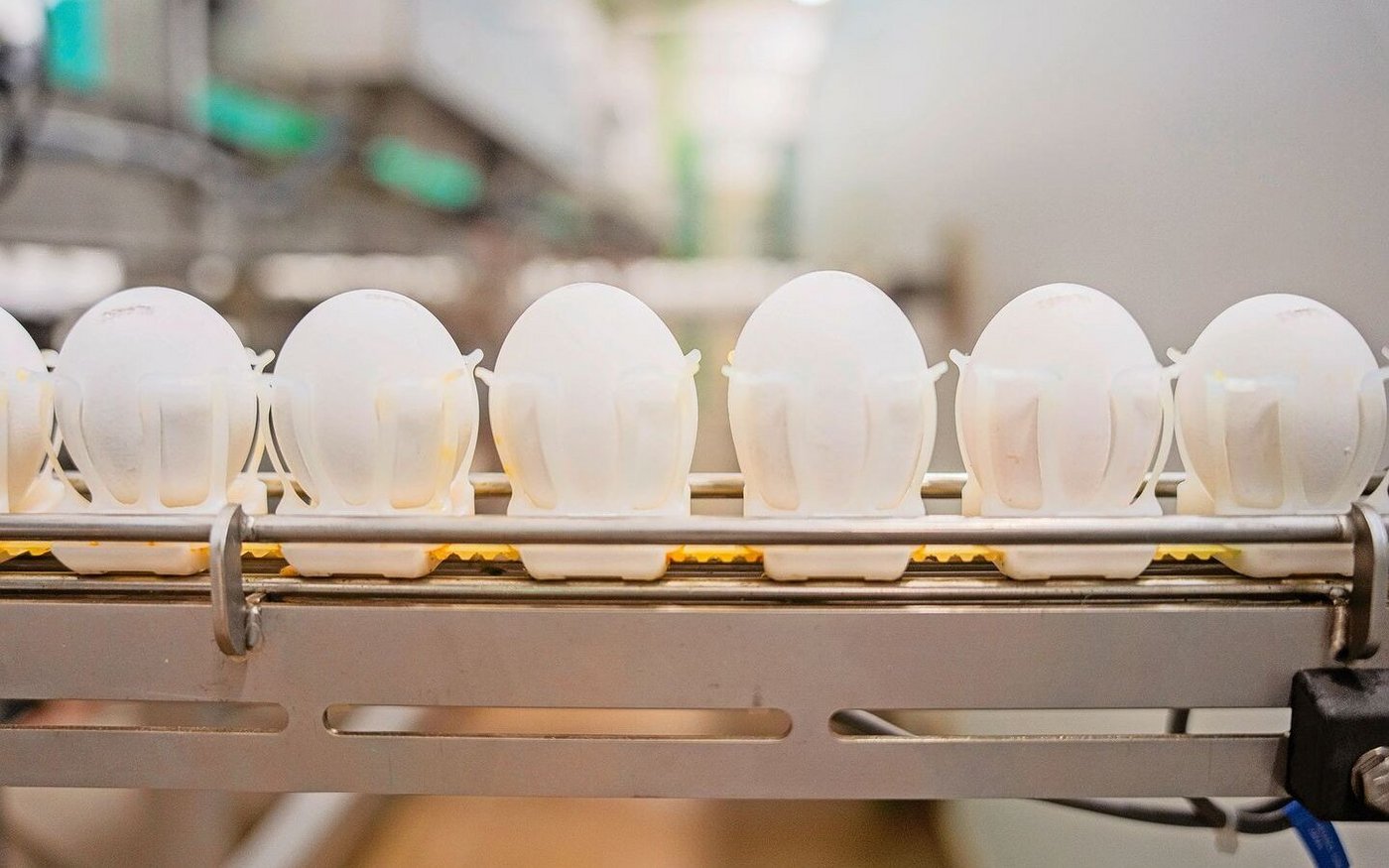 In den beiden Brütereien Prodavi und Animalco durchlaufen mittlerweile alle Bruteier den Prozess der Geschlechtsbestimmung.