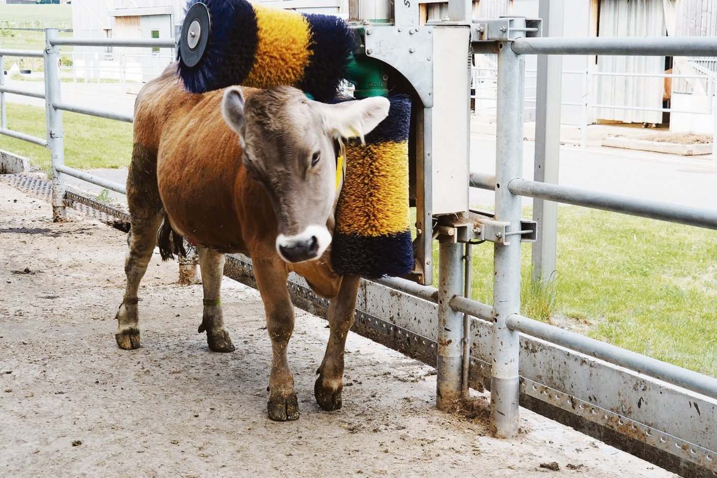 Die 28 Monate alte Lenta hat den Melkstand soeben verlassen und gönnt sich im Laufhof einige Wohlfühlmomente.(Bilder Christian Weber)
