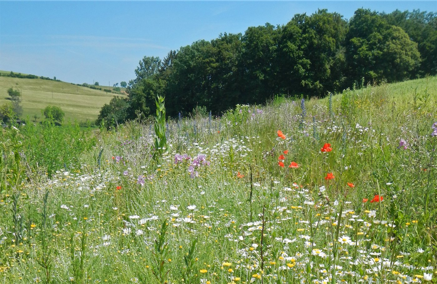 Biodiversitätsförderflächen wie Bundbrachen brauchen zwar Platz und Unterhalt, haben aber auch Vorteile wie stabilere Nützlingspopulationen. (Bild Agrofutura)