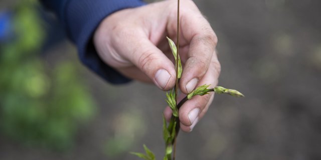 Hopfenanbau braucht viel Handarbeit. Bild: Mareycke Frehner